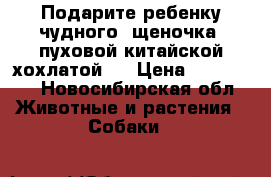 Подарите ребенку чудного  щеночка  пуховой китайской хохлатой.  › Цена ­ 630 049 - Новосибирская обл. Животные и растения » Собаки   